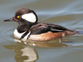 Hooded Merganser